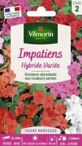 Impatiens Hybride Variée